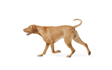 Beyaz arka planda yalnız başına yürürken çekilen Hungarian Vizsla filmi.