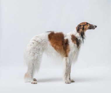 Güzel bir Rus Borzoi portresi, yan manzara, beyaz arka planda izole edilmiş.