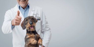 Kendinden emin gülümseyen gazi başparmağını kaldırıyor ve mutlu köpek, evcil hayvan bakımı konsepti, fotokopi alanı olan pankart.