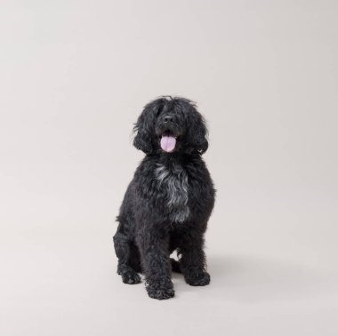 Portekizli bir su köpeğinin portresi beyaz arka planda izole edilmiş kameraya bakıyor.