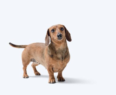 Portrait of a cute happy Dachshund dog looking at camera, isolated on white background clipart