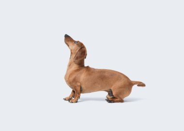 Beautiful red smooth-haired Dachshund profile view, isolated on white background clipart