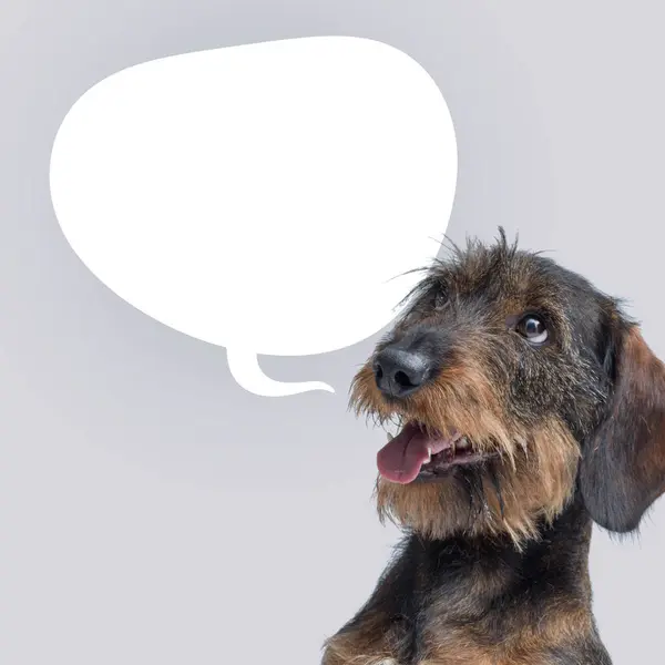 stock image Cute dog talking and blank speech bubble, pets speaking concept, Dachshund dog breed