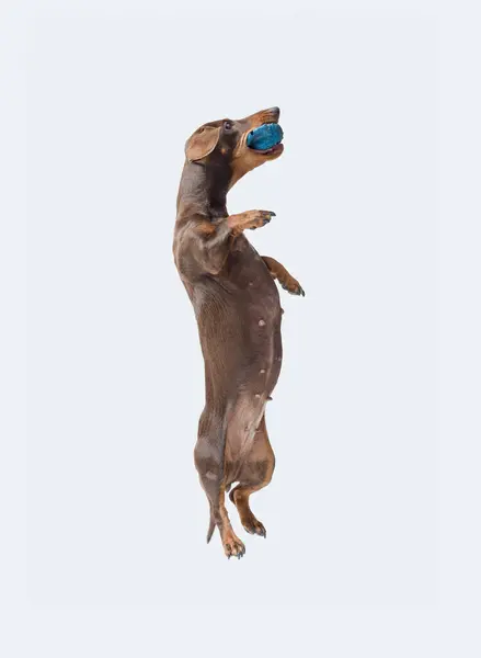 stock image Happy agile dog playing with a ball and jumping, Dachshund dog breed