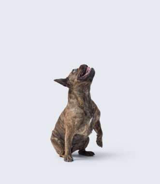 Güzel Fransız Bulldog 'u beyaz arka planda, ağzı açık, izole bir şekilde yukarı bakıyor.