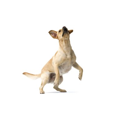 Portrait of Labrador Retriever dog isolated on white background jumping up