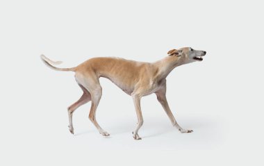 Bir Galgo portresi, İspanyol Greyhound köpek cinsi, beyaz arka planda izole edilmiş.