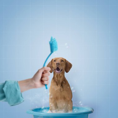 Pet owner washing the dog with a dish brush, pet care and hygiene concept, copy space clipart