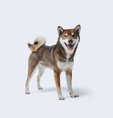 Beyaz arka planda duran mutlu köpek, Shiba Inu köpek cinsi.