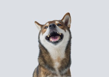 Gülen ve gülen komik bir köpeğin portresi, Shiba Inu köpek cinsi.