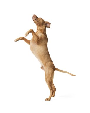 Beyaz arka planda izole edilmiş, Hungarian Vizsla köpeğinin atlama görüntüleri.