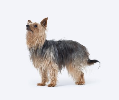 Beyaz arka planda izole edilmiş Yorkshire Terrier köpek bakışı yaşlı bir kadının portresi.