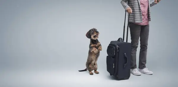 stock image Woman going on vacation and leaving with a trolley case, her dog is sad and staring at her, she is leaving her pet at home alone