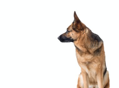 Alman çobanı kendi tarafına bakıyor, beyaz arkaplanda izole edilmiş, kopyalama alanı
