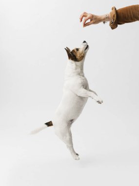 Kadın eli, beyaz arka planda izole edilmiş kuru yiyeceklerle köpeği besler.