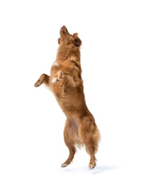 Köpek atlıyor ve arka ayakları üzerinde duruyor, Nova Scotia Duck Tolling köpek cinsi, beyaz arka planda izole edilmiş.