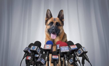 Basın konferansında mikrofonlara konuşan neşeli köpek.