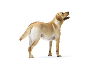 Beyaz arka planda duran Labrador Retriever 'ın Portresi