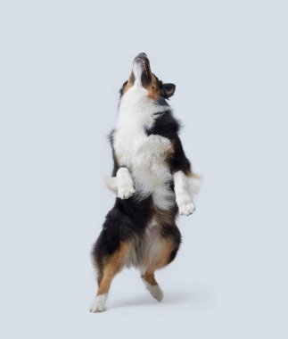 Çevik köpek zıplıyor ve yukarı bakıyor, sağlıklı evcil hayvanlar konsepti