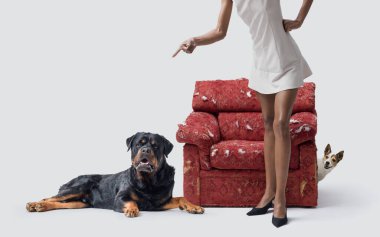 Yaramaz köpeklerini azarlayan kadın, küçük olan yırtık koltuğun arkasında saklanıyor.