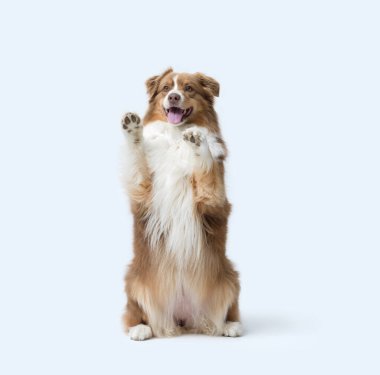 Tatlı köpek arka ayakları üzerinde duruyor ve patilerini gösteriyor.