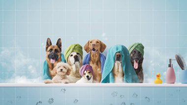 Bir grup köpeğin birlikte banyo yapması, köpek bakımı ve hijyen konsepti, kopyalama alanı.