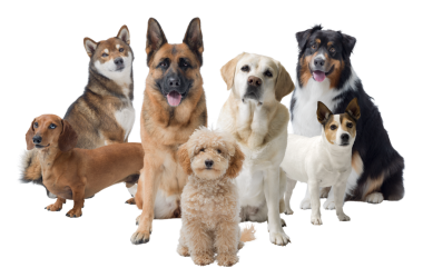 Bir grup köpek kameraya bakıyor.