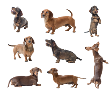 Bir dizi Dachshund köpek portresi.