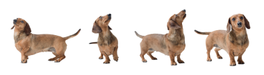 Bir dizi Dachshund köpek portresi izole edilmiş.