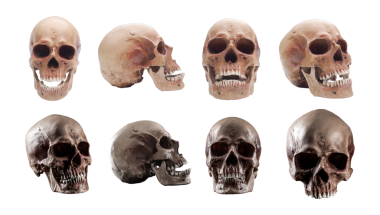 Beyaz arka planda insan kafatası koleksiyonu