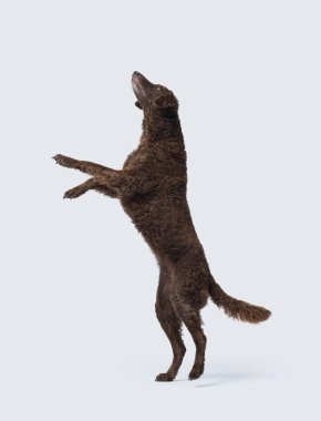 Kıvırcık Kıvırcık Avcı Köpeğinin arka ayakları üzerinde durması ve oynaması, köpek üreme kavramı