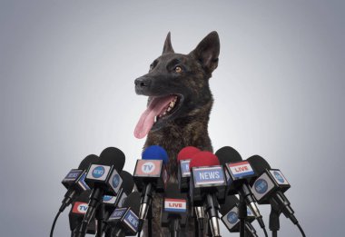 Basın konferansında mikrofonlara konuşan neşeli köpek.