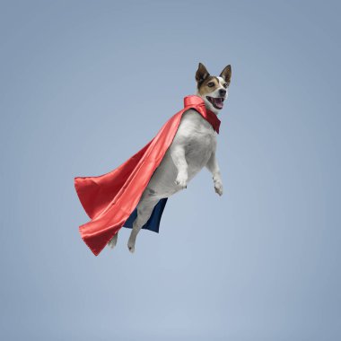 Pelerin takıp uçan sevimli süper kahraman köpek, Jack Russell Terrier köpek cins, kopyalama alanı.