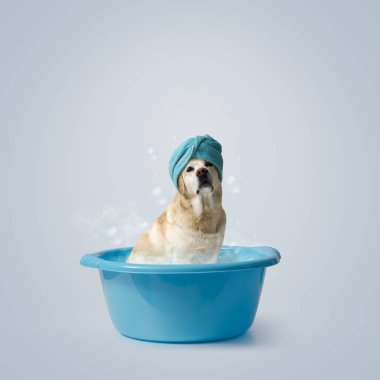 Temiz labrador 'un kafasında havluyla banyo yapması, evcil hayvan bakımı ve hijyen konsepti, kopyalama alanı.