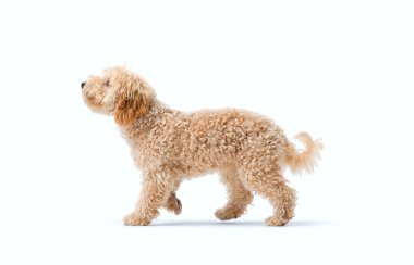 Şirin kıvırcık köpek gezdirme, yan görüş, köpek soyu, beyaz arka planda izole edilmiş.