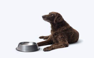 Aç büyük köpek boş bir kasenin yanına uzanmış ve yemek bekliyor.