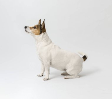 Beyaz arka planda oturan şirin küçük köpek Jack Russell Terrier.