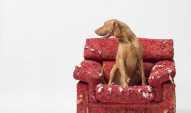 Hungarian Pointer relaxing on a damaged armchair and looking at side, copy space clipart