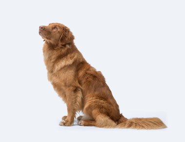 Nova Scotia Duck Tolling Retriever, yan görüş, beyaz arka planda izole edilmiş, köpek cinsi ve hayvan bakımı konsepti