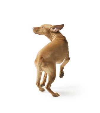 Beyaz arkaplanda, Hungarian Vizsla 'nın stüdyo görüntüleri izole edilmiş.