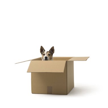 Küçük sevimli köpek Jack Russell Terrier beyaz arka planda kutudan dışarı bakıyor.