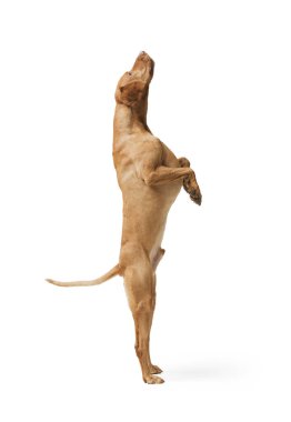 Beyaz arka planda izole edilmiş, Hungarian Vizsla köpeğinin atlama görüntüleri.