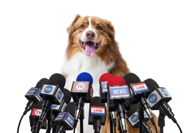 Basın konferansında mikrofonlara konuşan neşeli köpek.