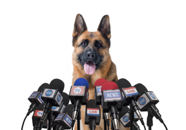 Basın konferansında mikrofonlara konuşan neşeli köpek.