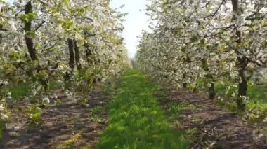 Kiraz bahçesinde güzel bir bahar günü - hava görüntüleri