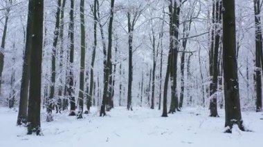 Ormanda kışın hava görüntüsü.