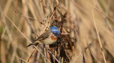 Doğadaki Bluethroat kuşunun (Luscinia svecica) yakın görüntüsü