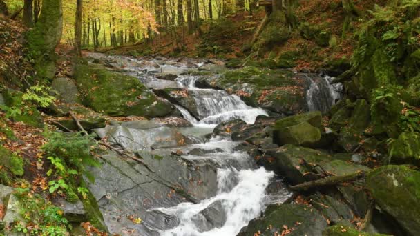 Pequena Cachoeira Floresta Outono — Vídeo de Stock