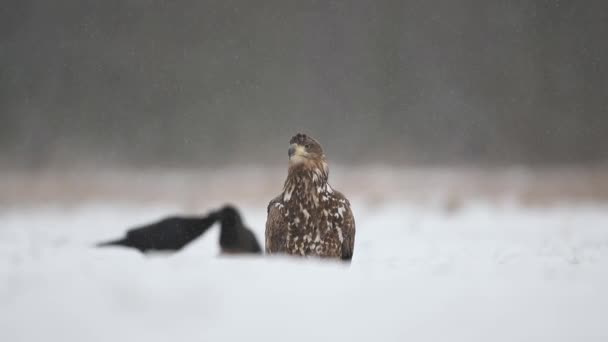 雪の上に座っている白い尾のワシ — ストック動画