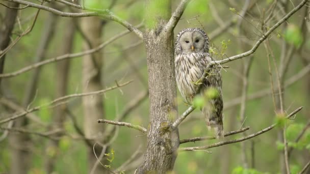 Hibou Oural Strix Uralensis Gros Plan — Video